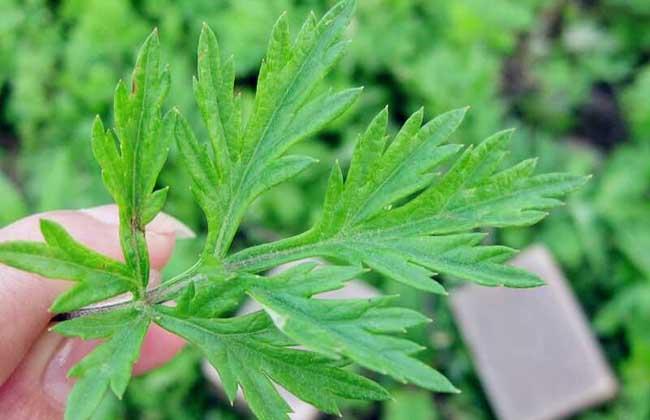 艾叶泡脚的功效与作用：长期用艾叶泡脚，身体会有哪些改变？