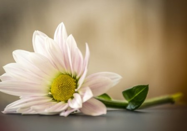 艾叶泡脚能治感冒吗-【图】艾叶泡脚能治感冒吗 艾叶泡脚的功效